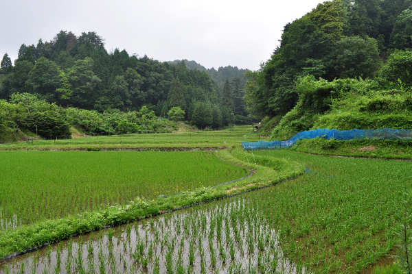 田植え