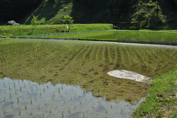お米栽培環境