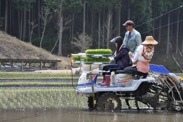 田植え