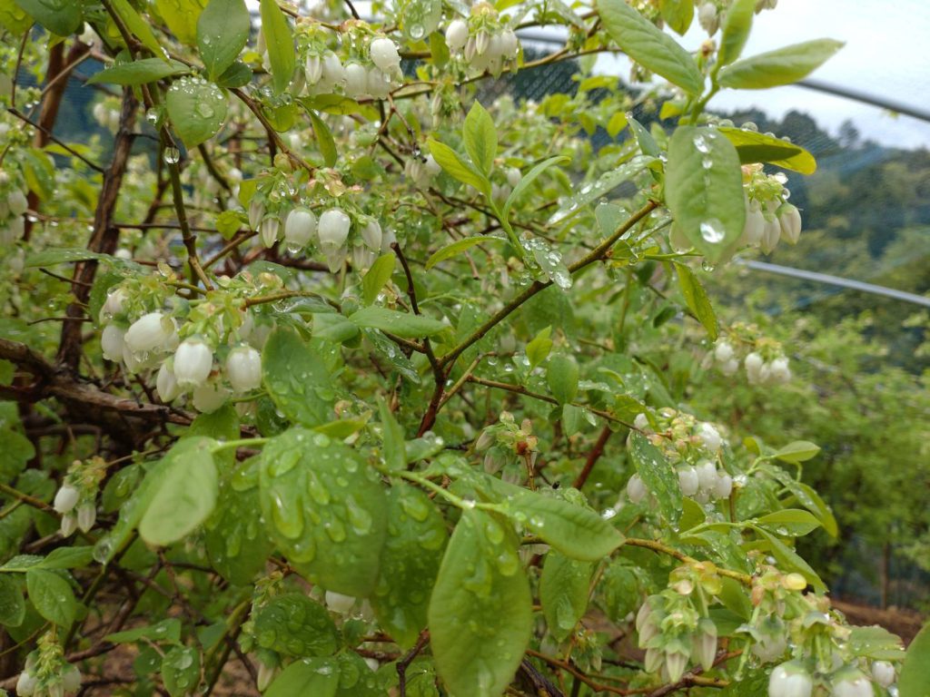 ブルーベリーの花