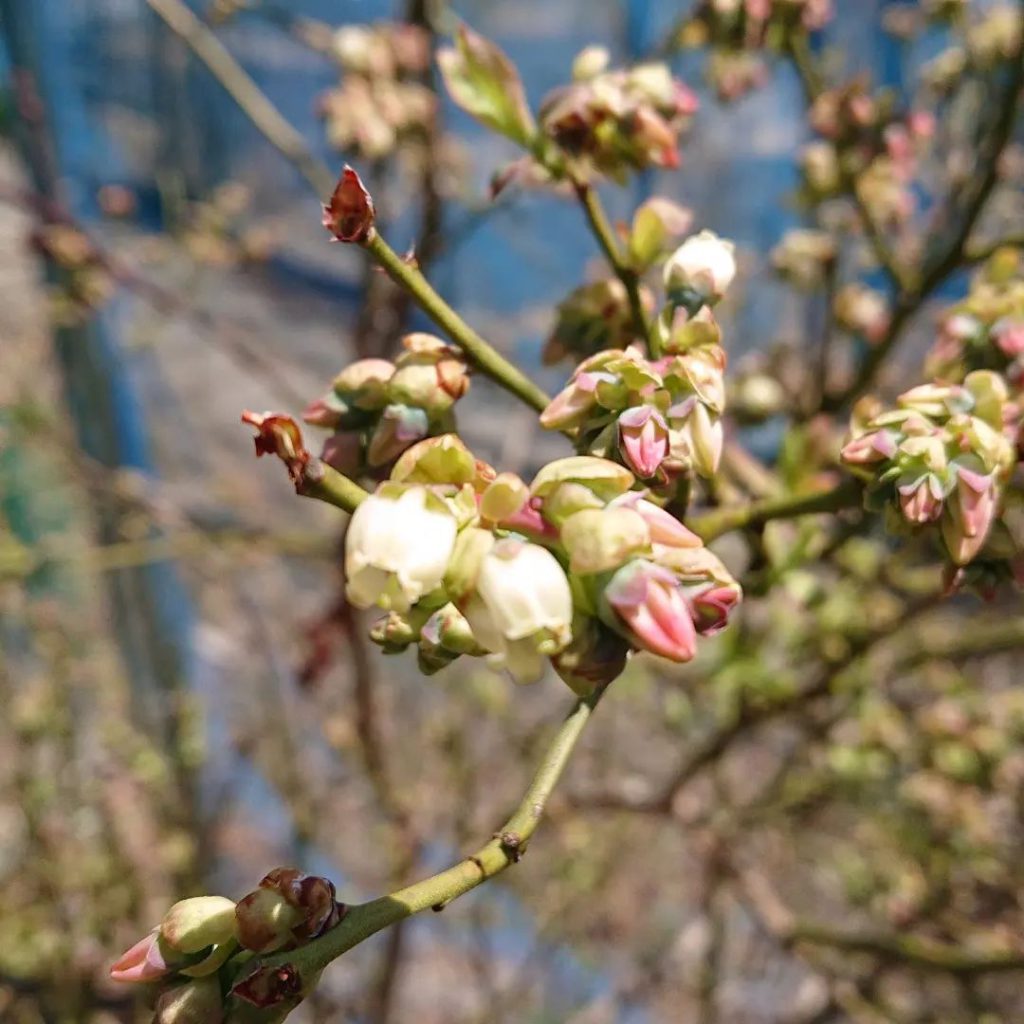 ブルーベリーの花